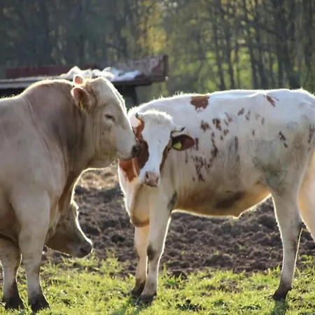 Waldblick Forest Retreat Dom wakacyjny