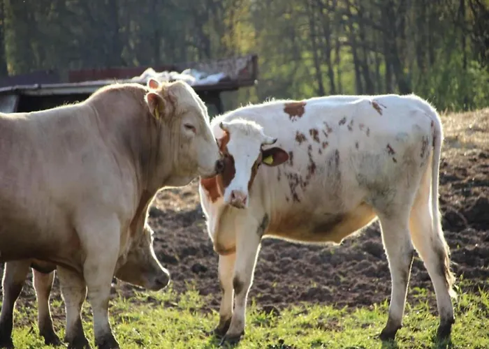Waldblick Forest Retreat Сasa de vacaciones
